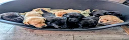 Mixed Breed dogs for sale: ❗ Only 4 left ❗- Chow Chow x Labrador pups  - Advert 4