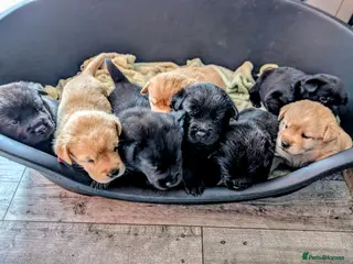 Mixed Breed dogs Beautiful Labrador x Chow Chow puppies - Advert 5