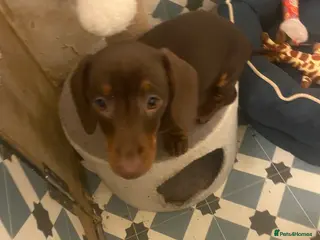 Dachshund dogs Miniature Dashound - Advert 2