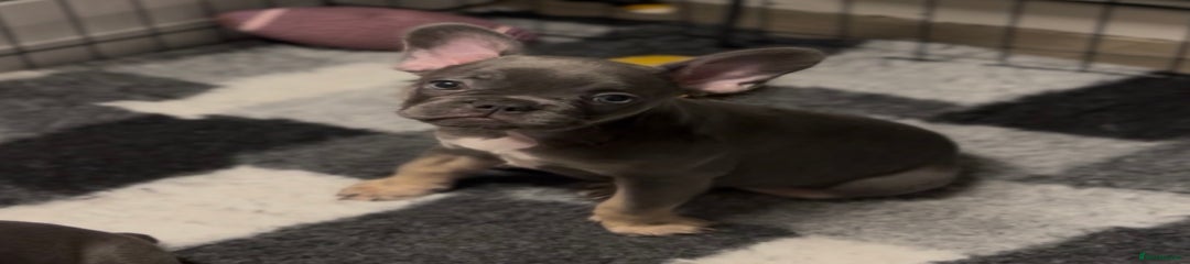 French Bulldog Puppy 4