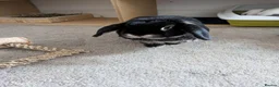 Mixed Breed rabbits for sale: 2 beautiful mixed breed house bunnies for rehoming in Exeter - Advert 6