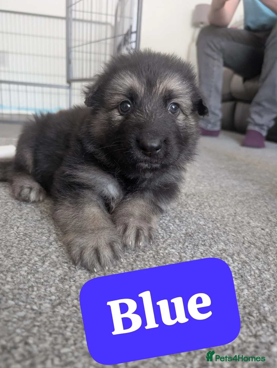 German Shepherd dogs for sale: Beautiful KC German Shepherd Puppies - Advert 2