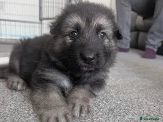 German Shepherd dogs Beautiful KC German Shepherd Puppies - Advert 3