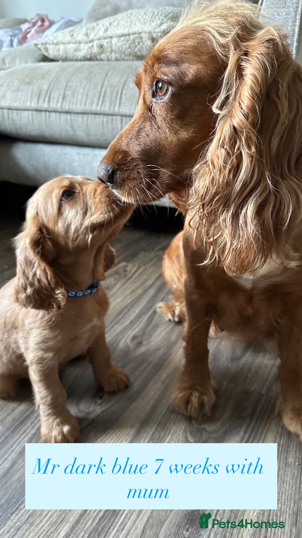 Cocker Spaniel dogs Beautiful top class red cockers - Advert 1
