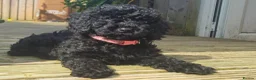 Cockapoo dogs for sale: Cockapoo F2 - Advert 11