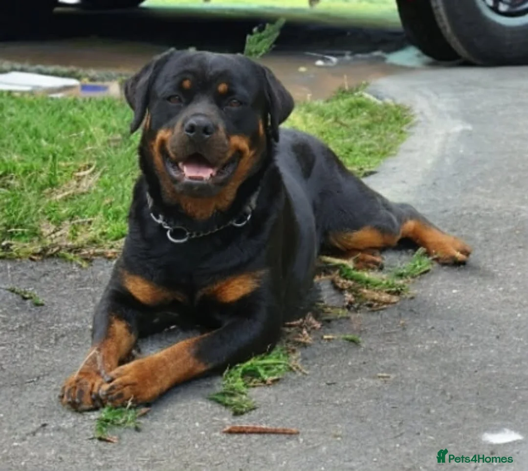 Rottweiler dogs for sale: Long haired Rottweiler  - Advert 12