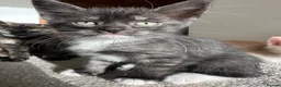 Mixed Breed cats for sale: Two beautiful boys - Advert 9