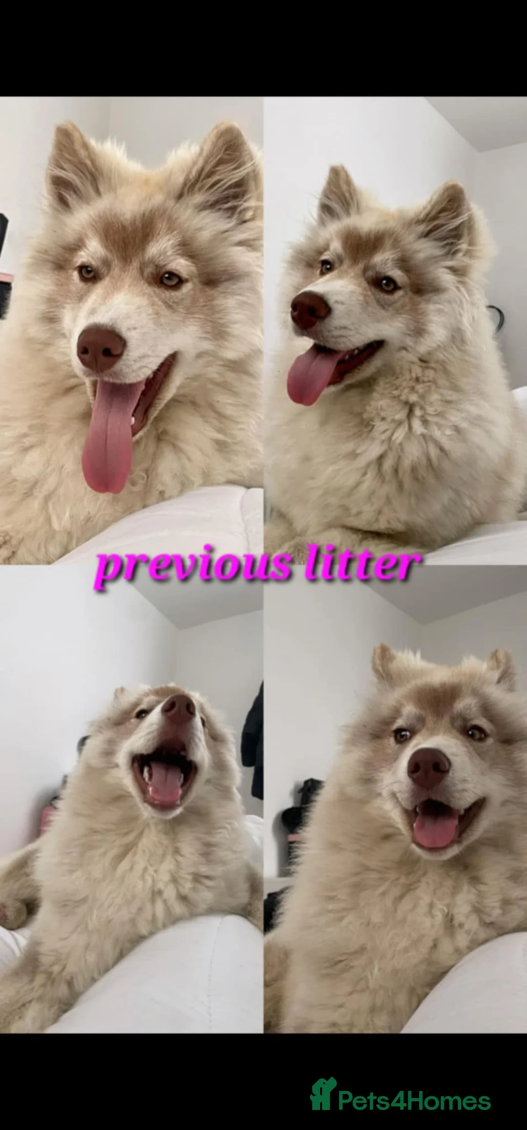 Siberian Husky dogs for sale: Wooly Siberian huskies - fully vaccinated  - Advert 22