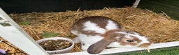 Mixed Breed rabbits for sale: Mini Lop X - Advert 2
