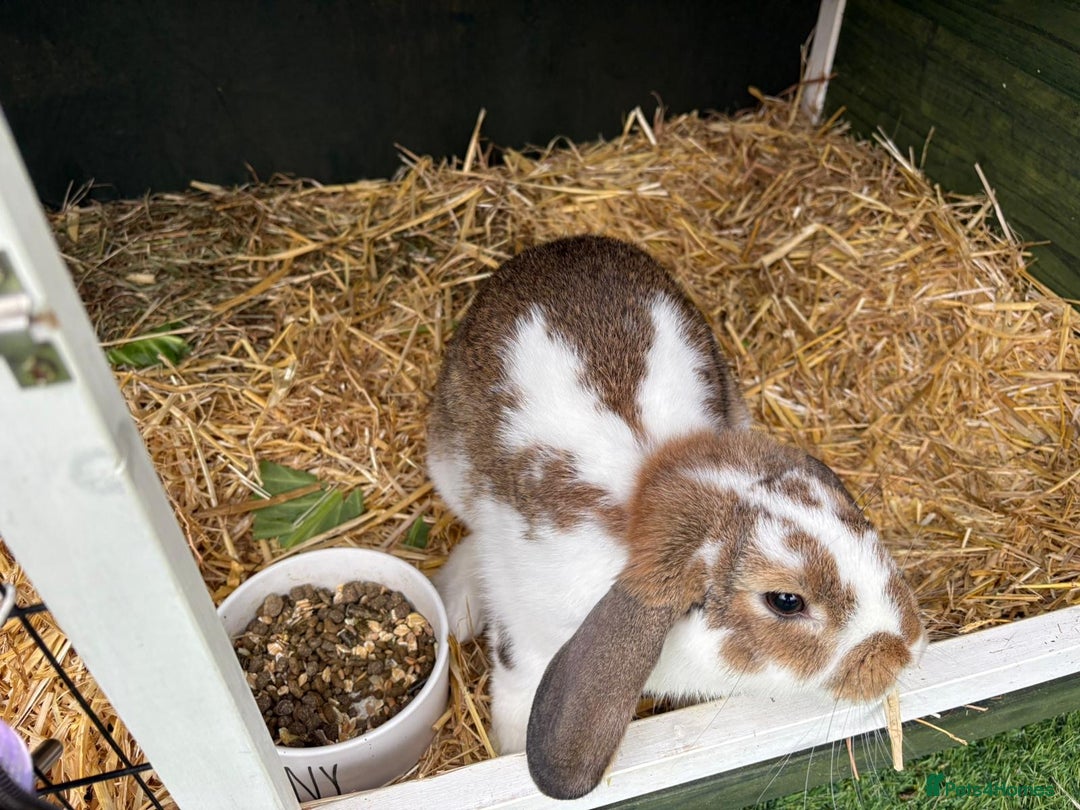 Mixed Breed rabbits for sale: Mini Lop X - Advert 2