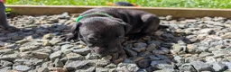Staffordshire Bull Terrier dogs for sale: *REDUCED* Registered Staffordshire Bull Terrier  - Advert 17