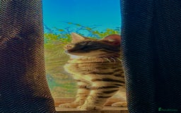 Bengal cats for sale: Snow lynx bengal kittens - Image 16