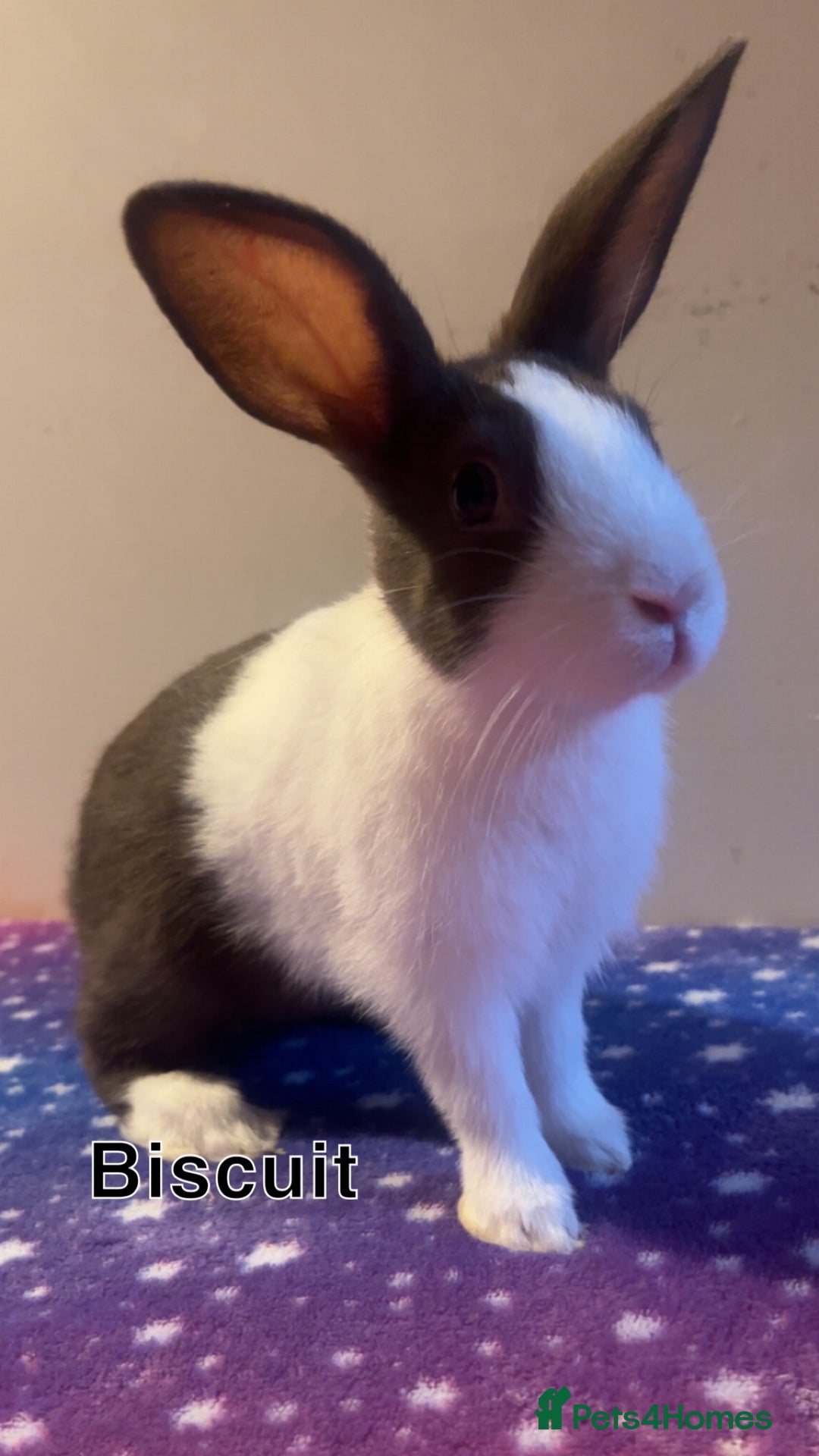 Dutch rabbits for sale: ‼️4 pure bred Dutches ready soon‼️ - Advert 6