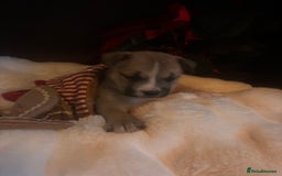 Mixed Breed dogs for sale: Bullimute - Advert 14