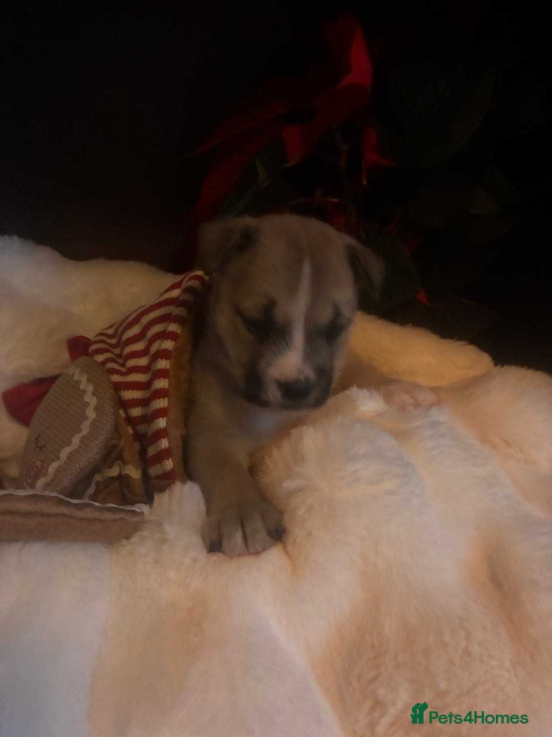 Mixed Breed dogs for sale: Bullimute - Advert 14