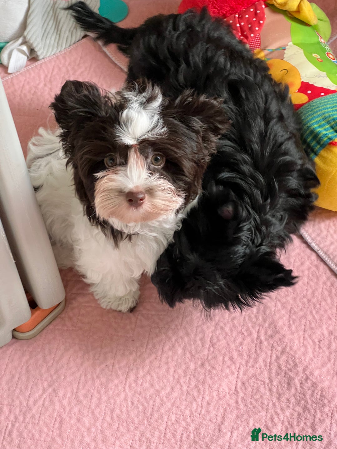 Yorkshire Terrier dogs for sale: Tiny Boys !!! Pedigrees !!! in Coventry - Image 27