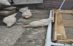 Chickens poultry for sale: Warren cockerels  - Image 1