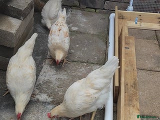 Chickens poultry - Advert 3