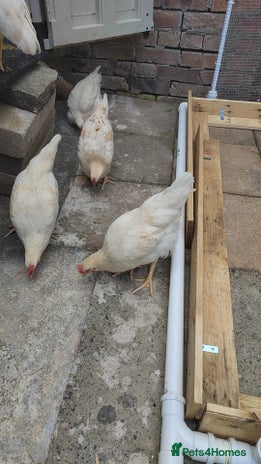 Chickens poultry - Advert 16