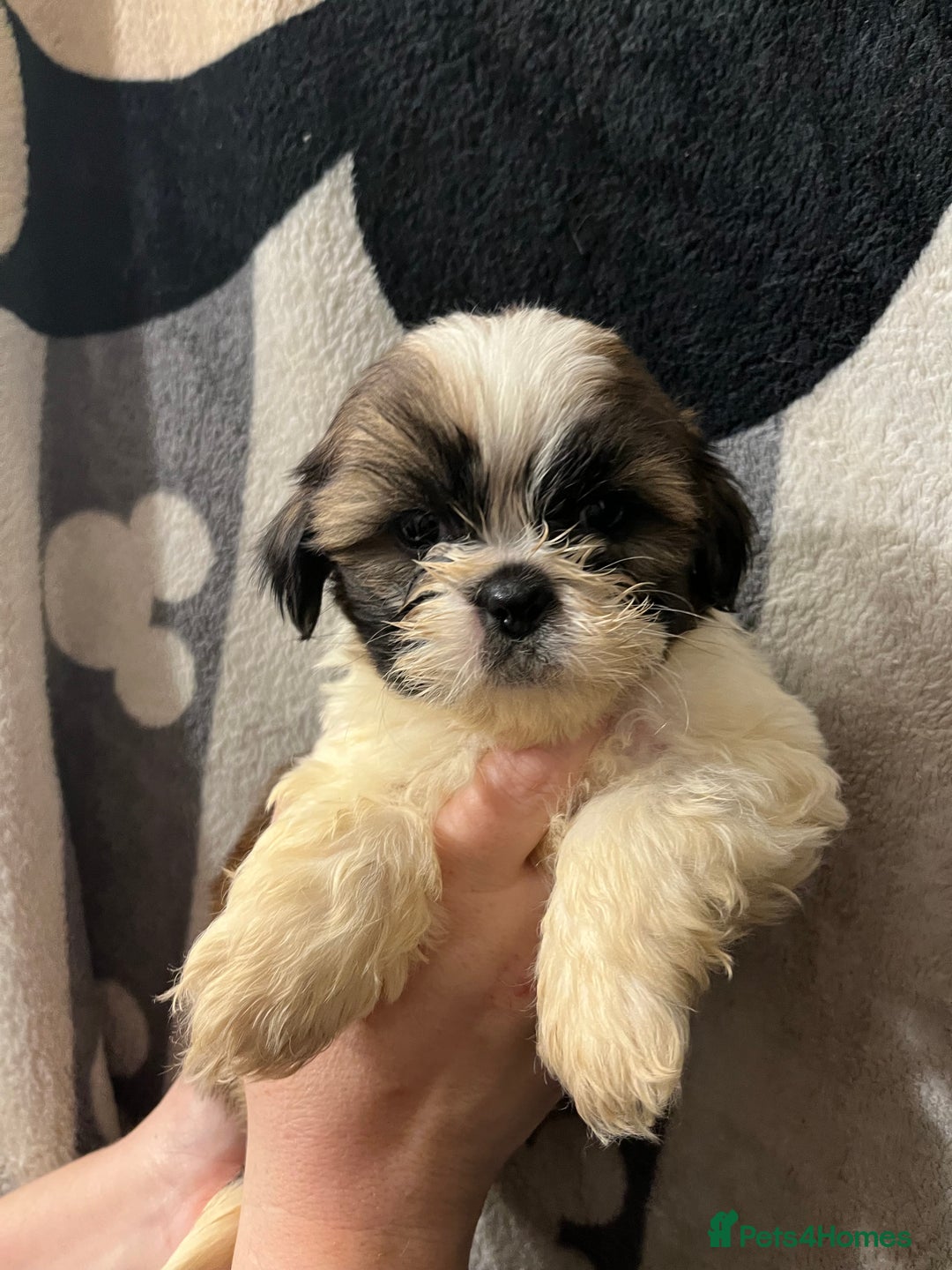 Shih Tzu dogs for sale: Shihtzu puppies  - Advert 4