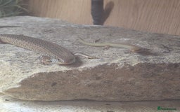 Skink reptiles for sale: 6 week old Ocellated skinks - Image 1
