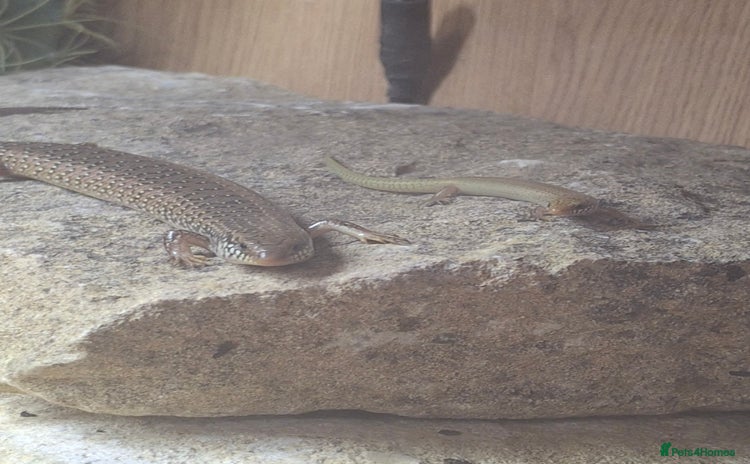 Skink reptiles - Advert 1
