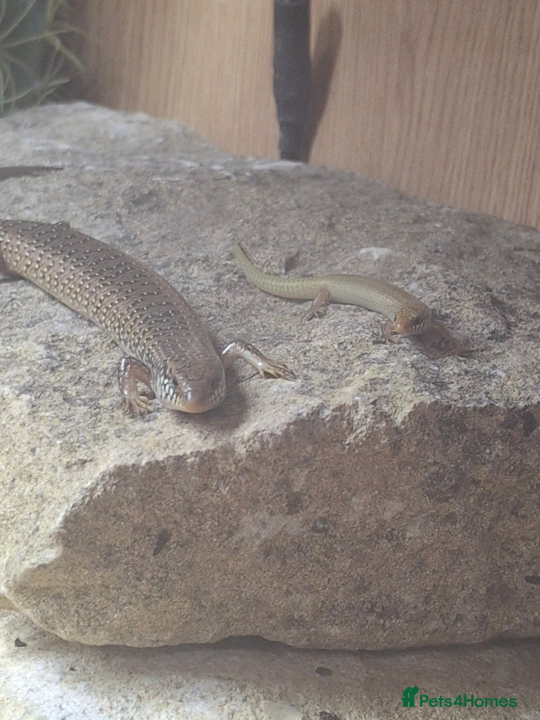 Skink reptiles for sale: 6 week old Ocellated skinks - Image 1