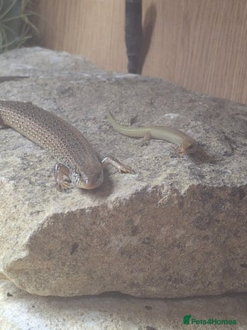 Skink reptiles - Advert 2