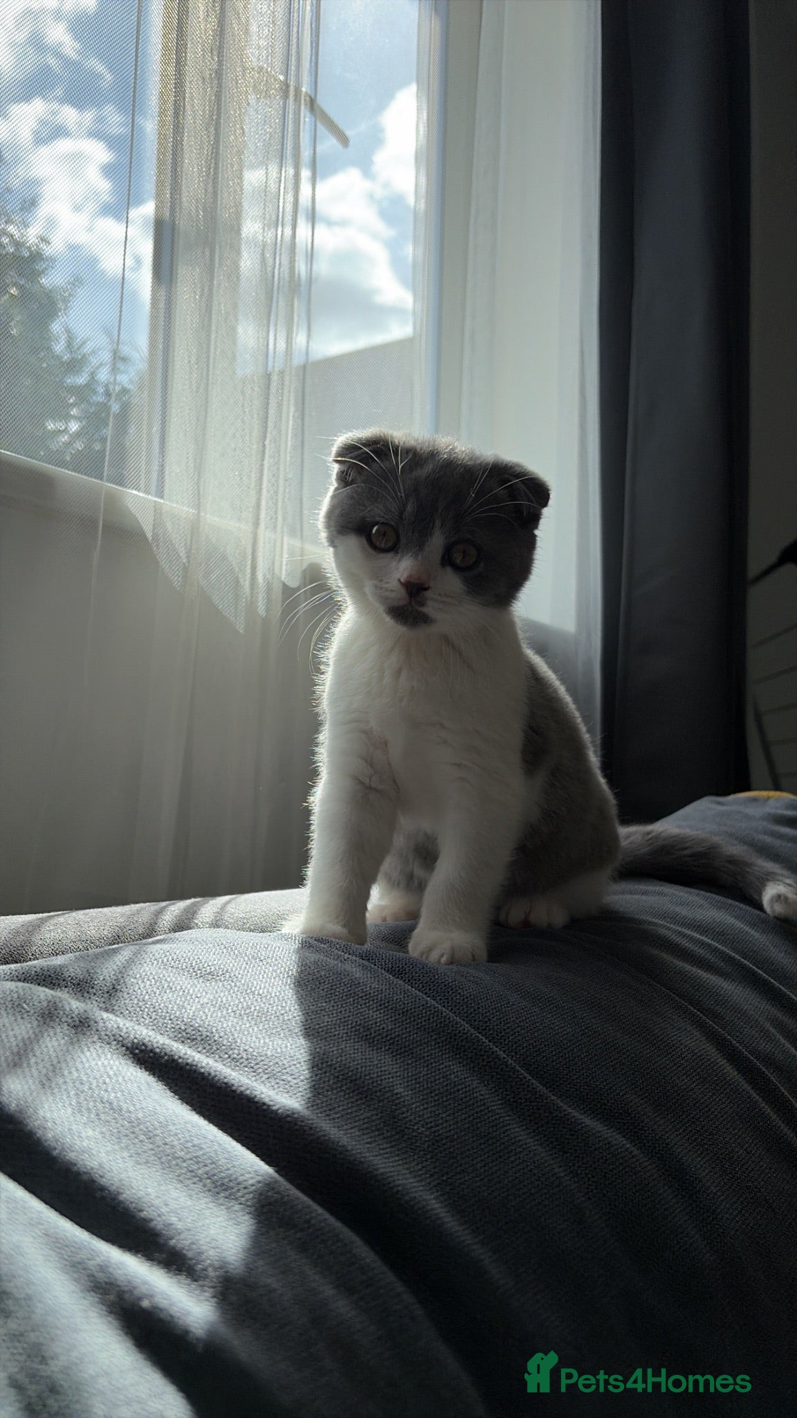 British Shorthair cats British shorthair cross (Scottish fold)  - Advert 8
