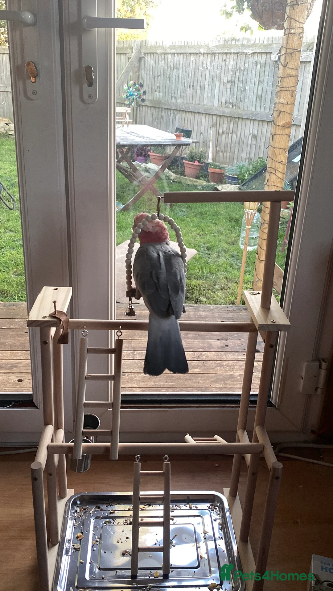 Cockatoo birds for sale: 10 month old male galah cockatoo - Advert 5