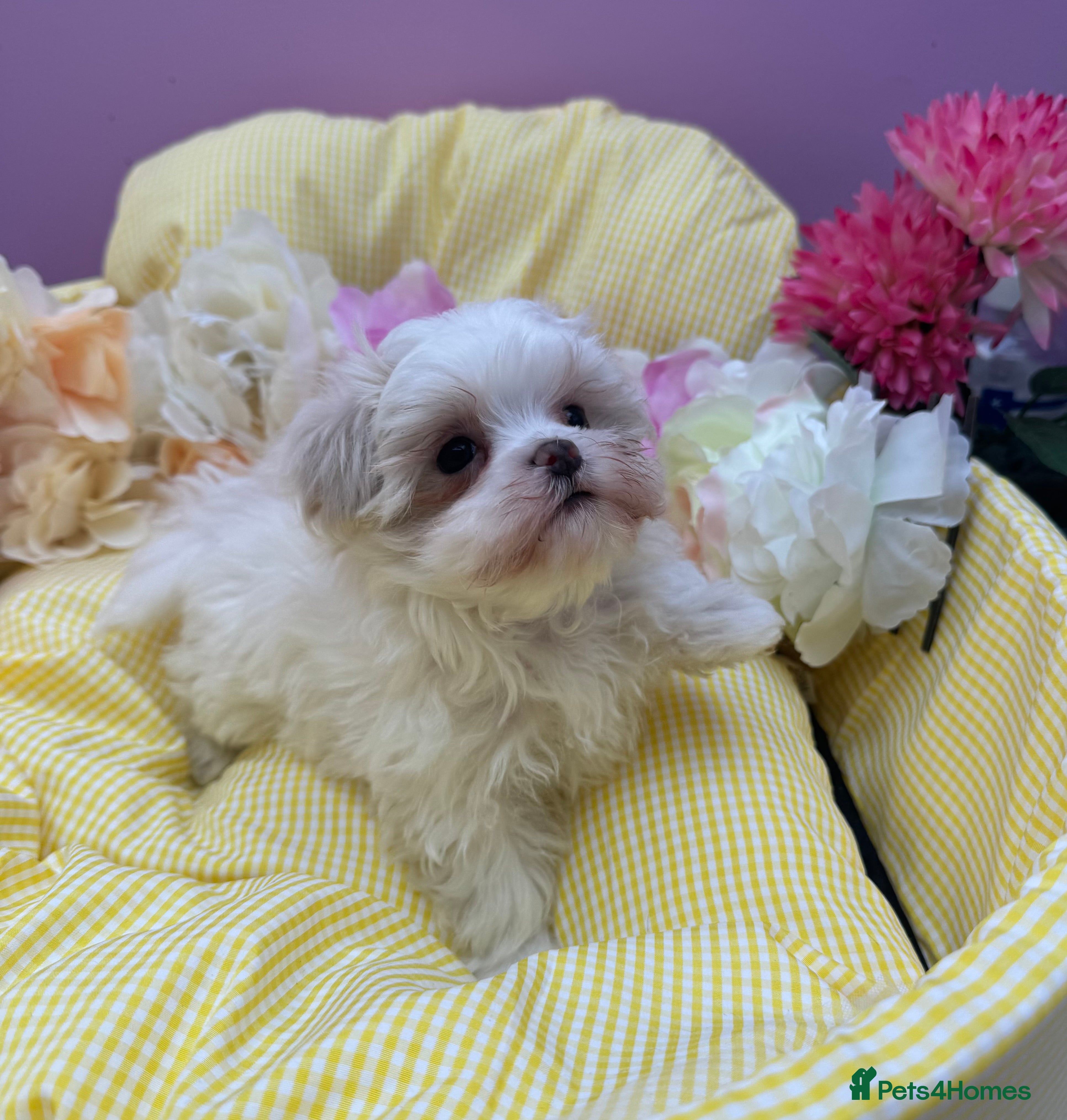 Maltipoo dogs Tiny f1b maltipoos  - Advert 6