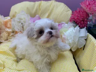 Maltipoo dogs Tiny f1b maltipoos - Advert 6