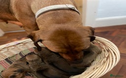 Rhodesian Ridgeback dogs for sale: Eu**an Champion Pedigree KC  - Image 2