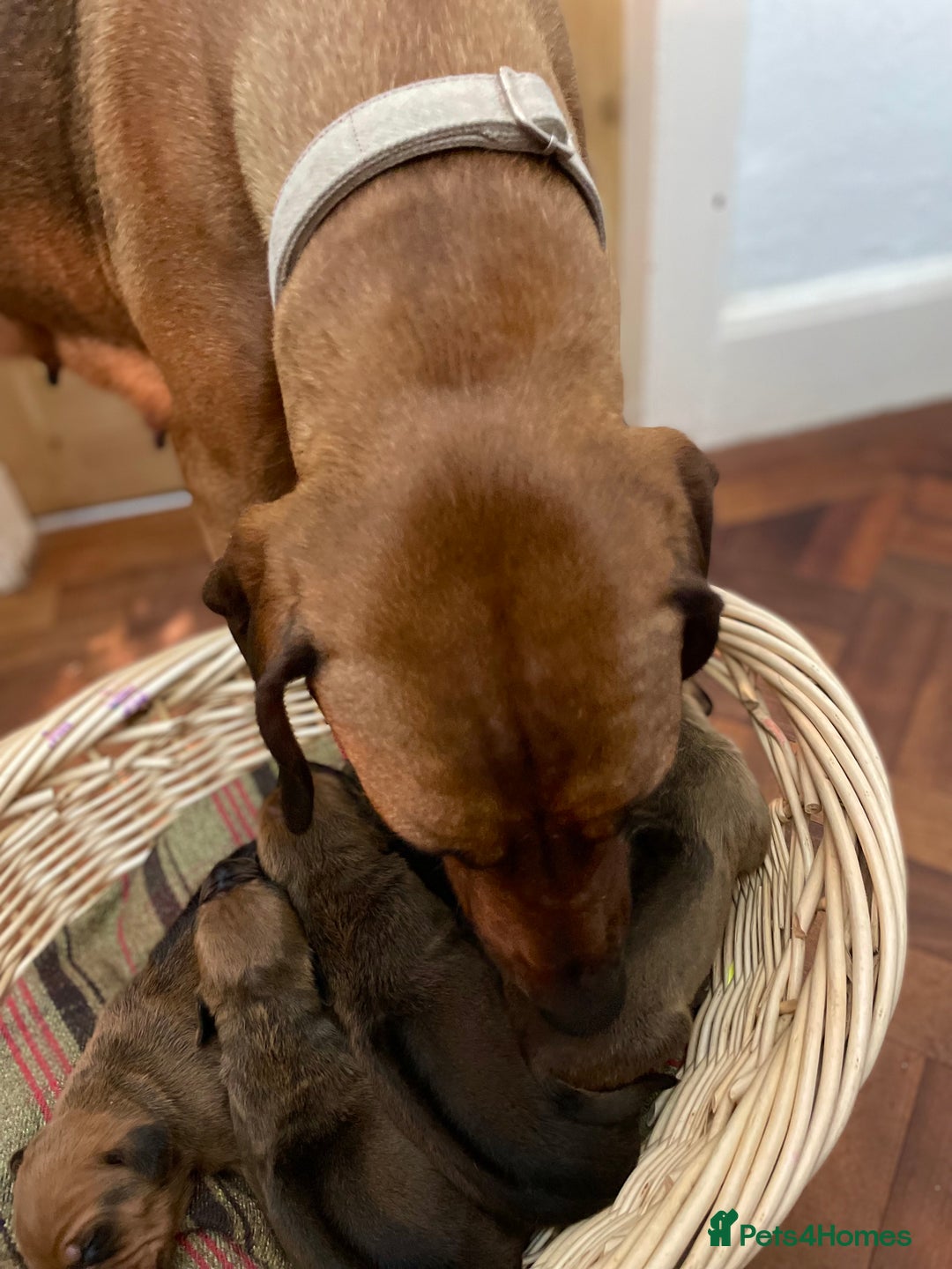 Rhodesian Ridgeback dogs for sale: Eu**an Champion Pedigree KC  - Image 2