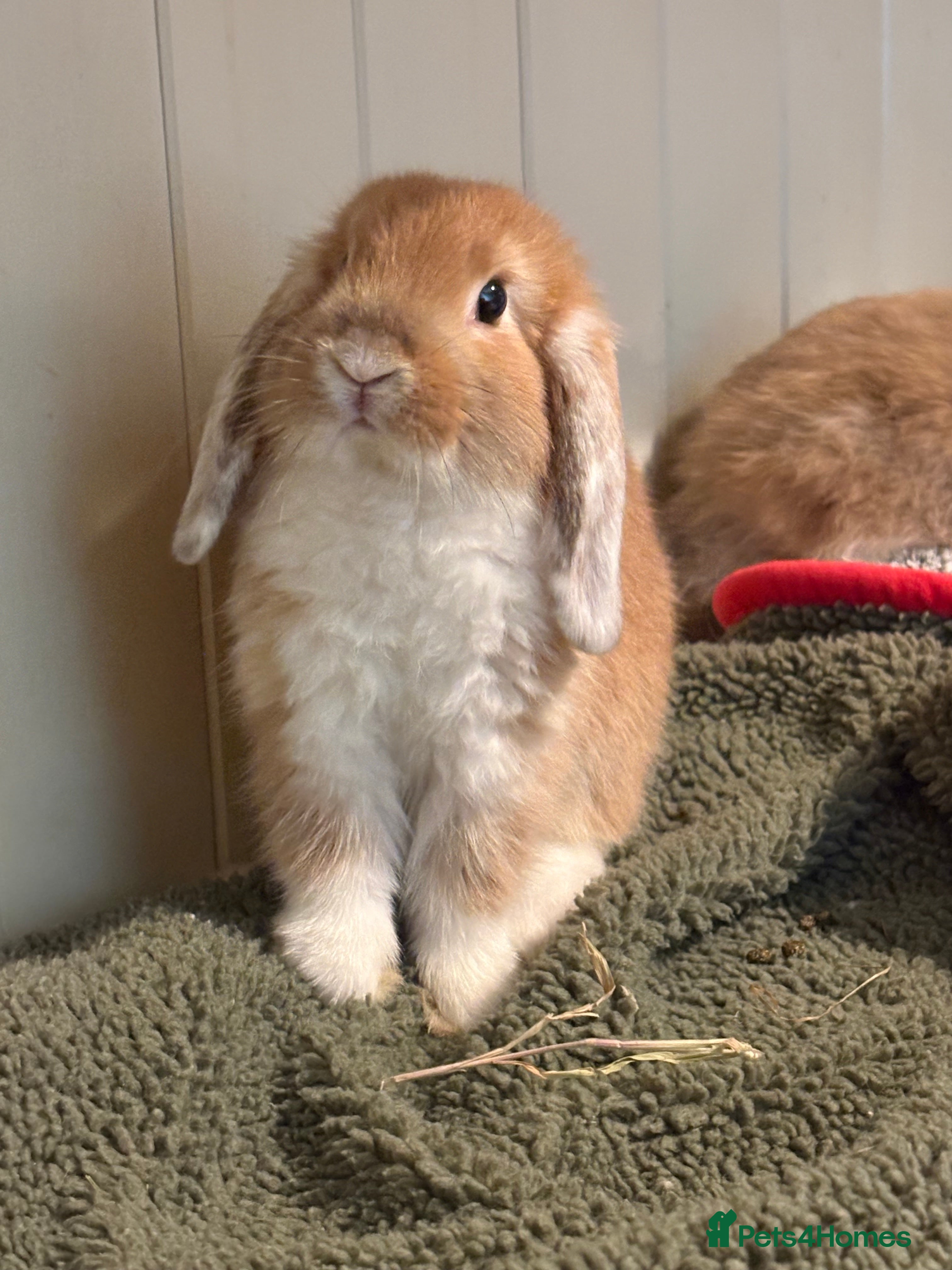Mini Lop rabbits Vaccinated/raised indoors, mini lops and lion lop  - Advert 4