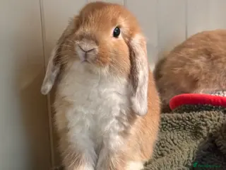 Mini Lop rabbits Vaccinated/raised indoors, mini lops and lion lop - Advert 4