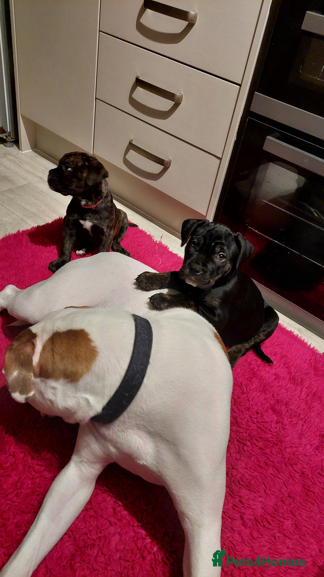 Mixed Breed dogs for sale: Cane Corso cross American bulldog puppy - Advert 13