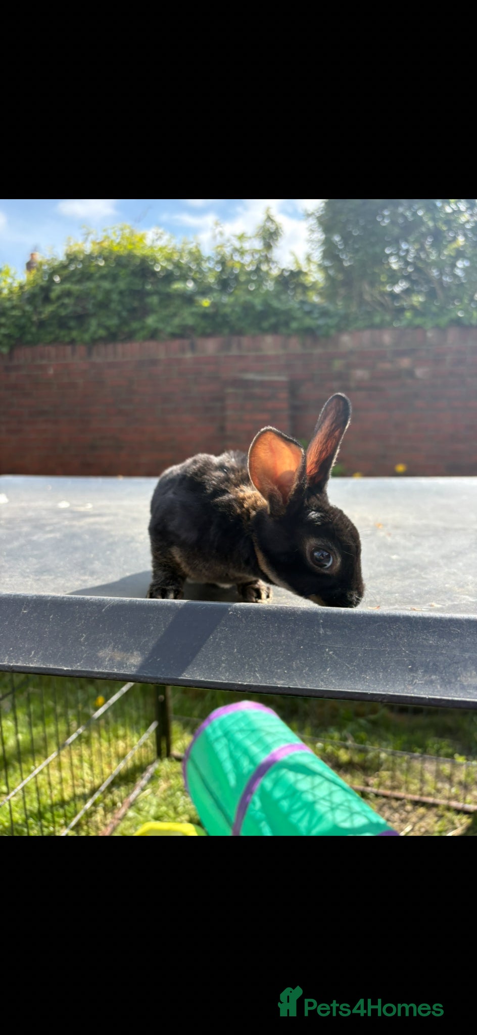 Rex rabbits Mini Rex doe (updated photos) - Advert 4
