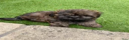 Shih Tzu dogs for sale: Shih Tzu boy - Advert 6