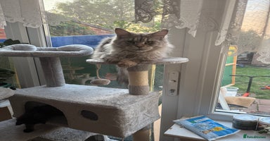 Maine Coon cats in Greenford - Advert 1