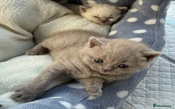 British Shorthair cats for sale: 🐾💜lilac and lilac point girls💜🐾 health tested  - Image 5