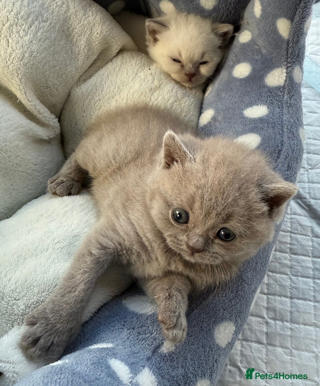 British Shorthair cats for sale: 🐾💜lilac and lilac point girls💜🐾 health tested  - Image 5