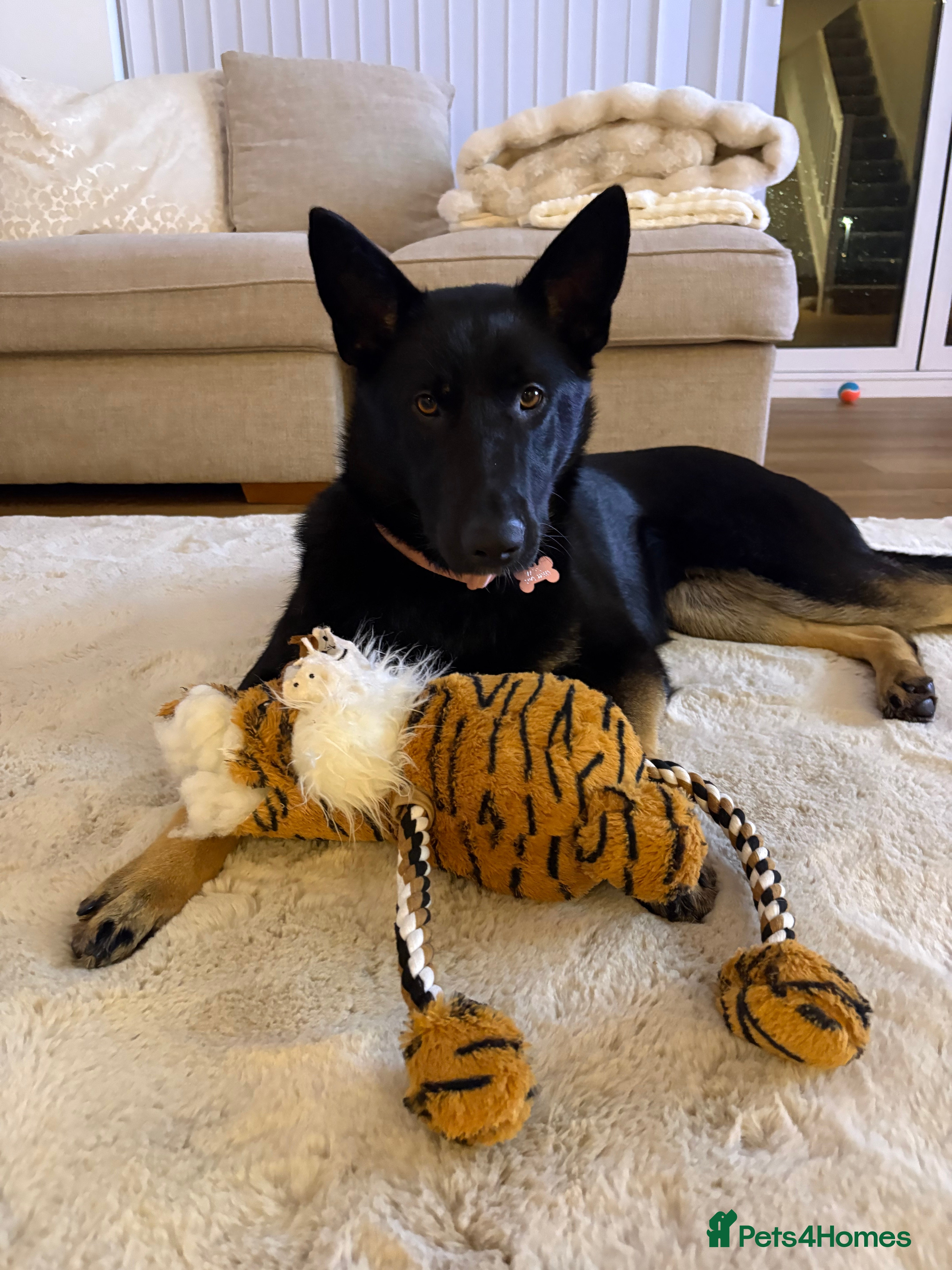 German Shepherd dogs Female German Shepard - Advert 13