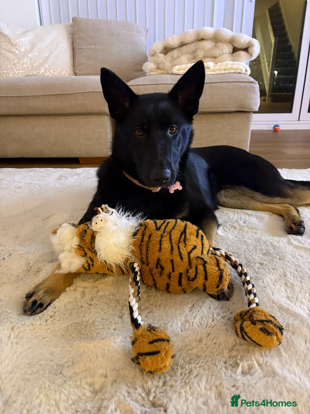 German Shepherd dogs for sale: Female German Shepard - Advert 1