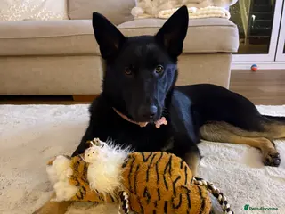 German Shepherd dogs Female German Shepard - Advert 13