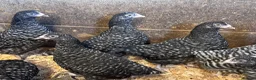 Chickens poultry for sale: Cuckoo Maran Banty hens and cockerels  in Stoke-on-Trent - Advert 3