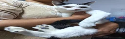 Mixed Breed cats for sale: Lovely male kittens - Advert 1