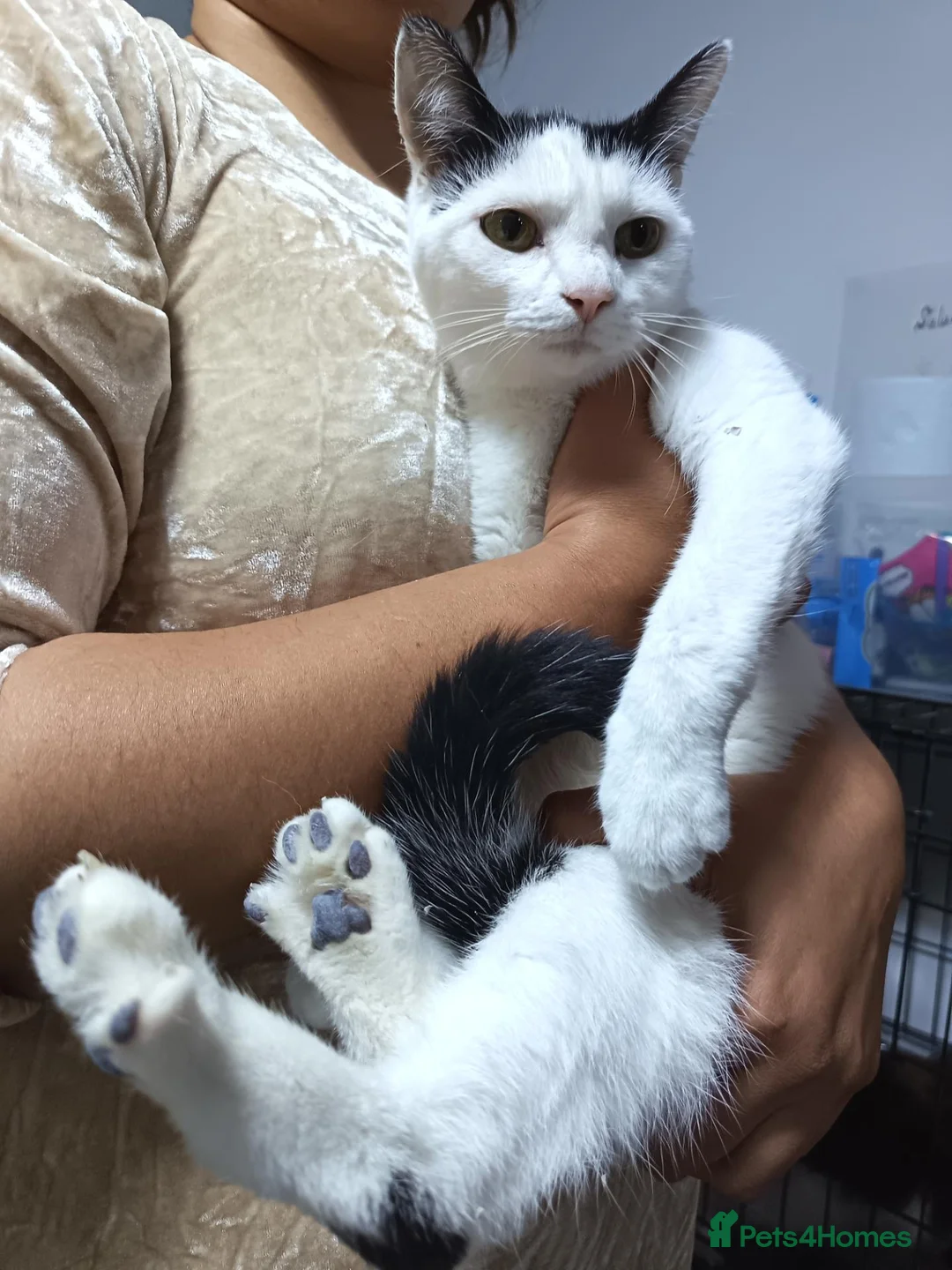 Mixed Breed cats for sale: Lovely male kittens - Advert 1