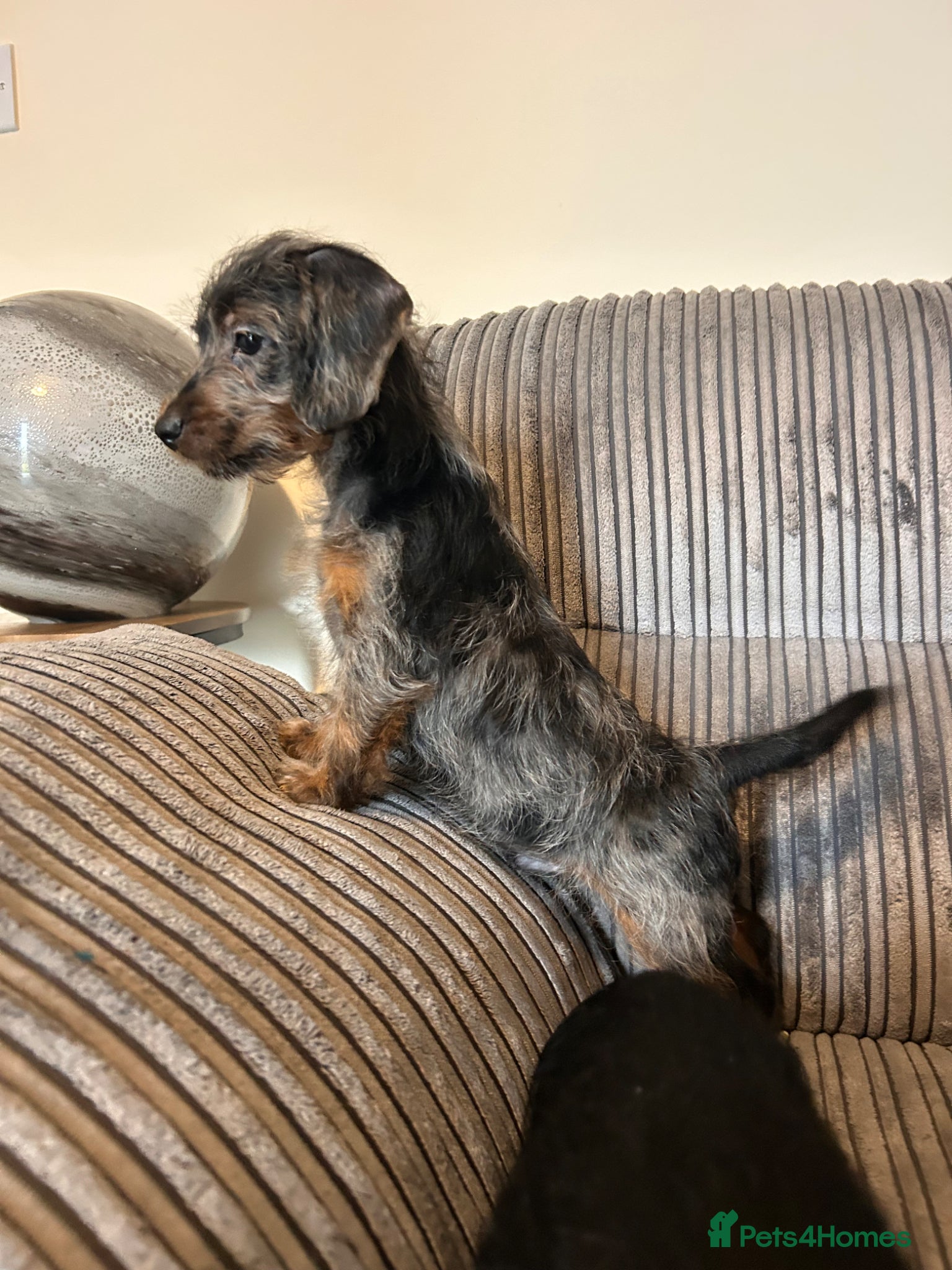 Doxiepoo dogs Doxiepoo puppies 1 boy available  - Advert 6