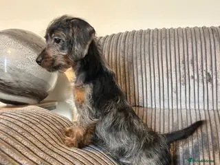 Doxiepoo dogs Doxiepoo puppies 1 boy available - Advert 6